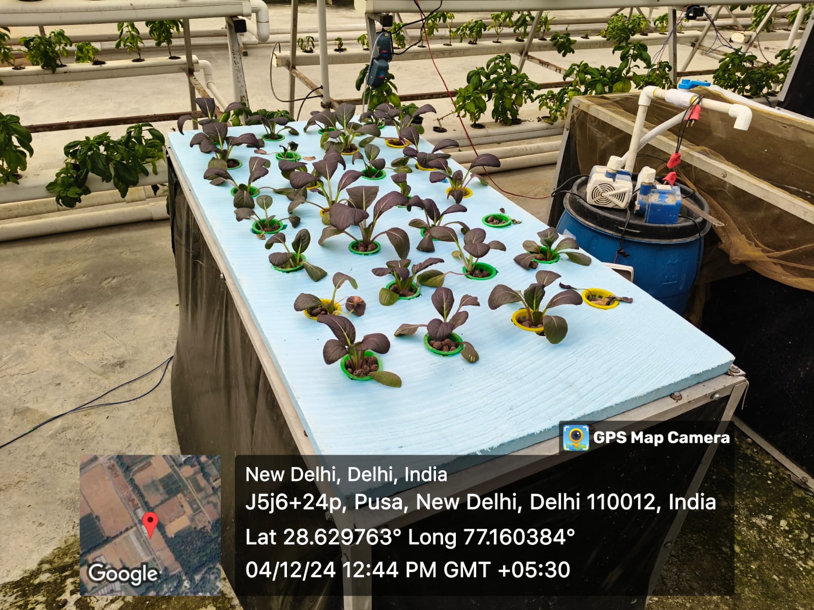 Hydroponic Farming 3
