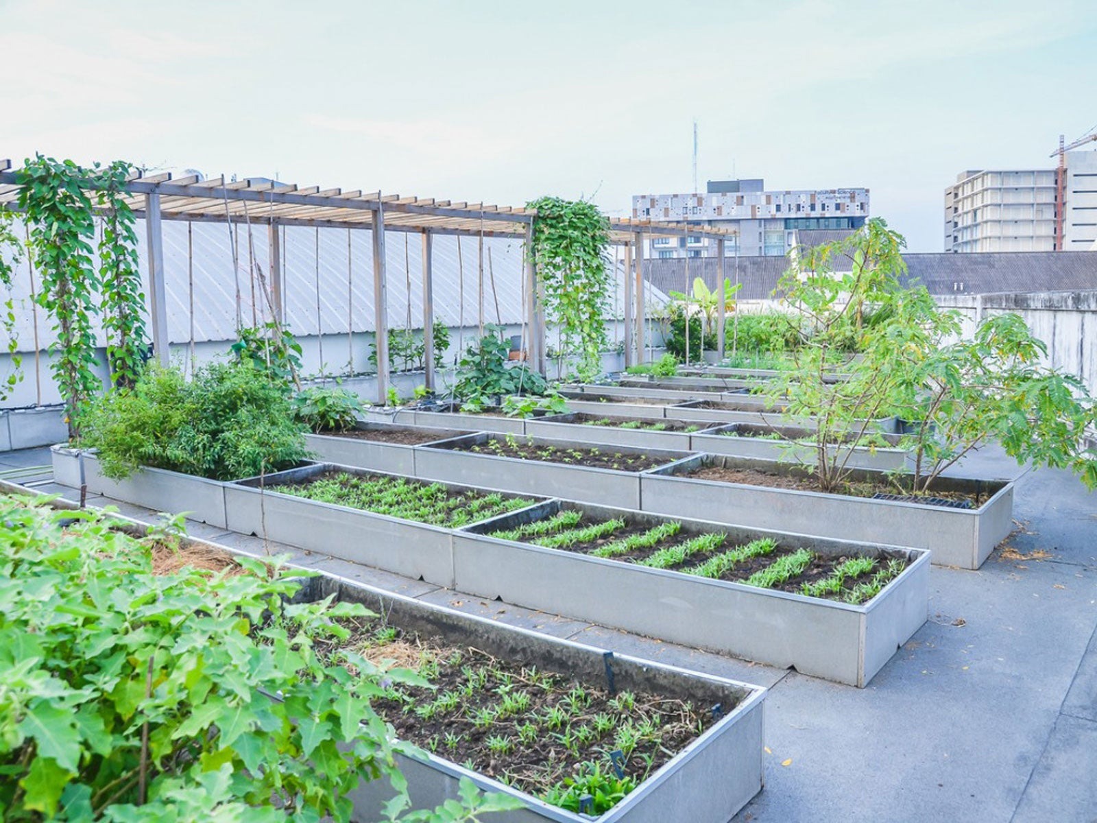 Rooftop / Terrace Gardening 4