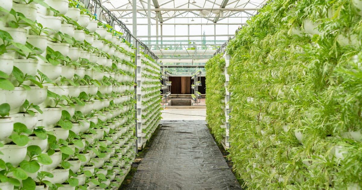 Vertical Gardening 3