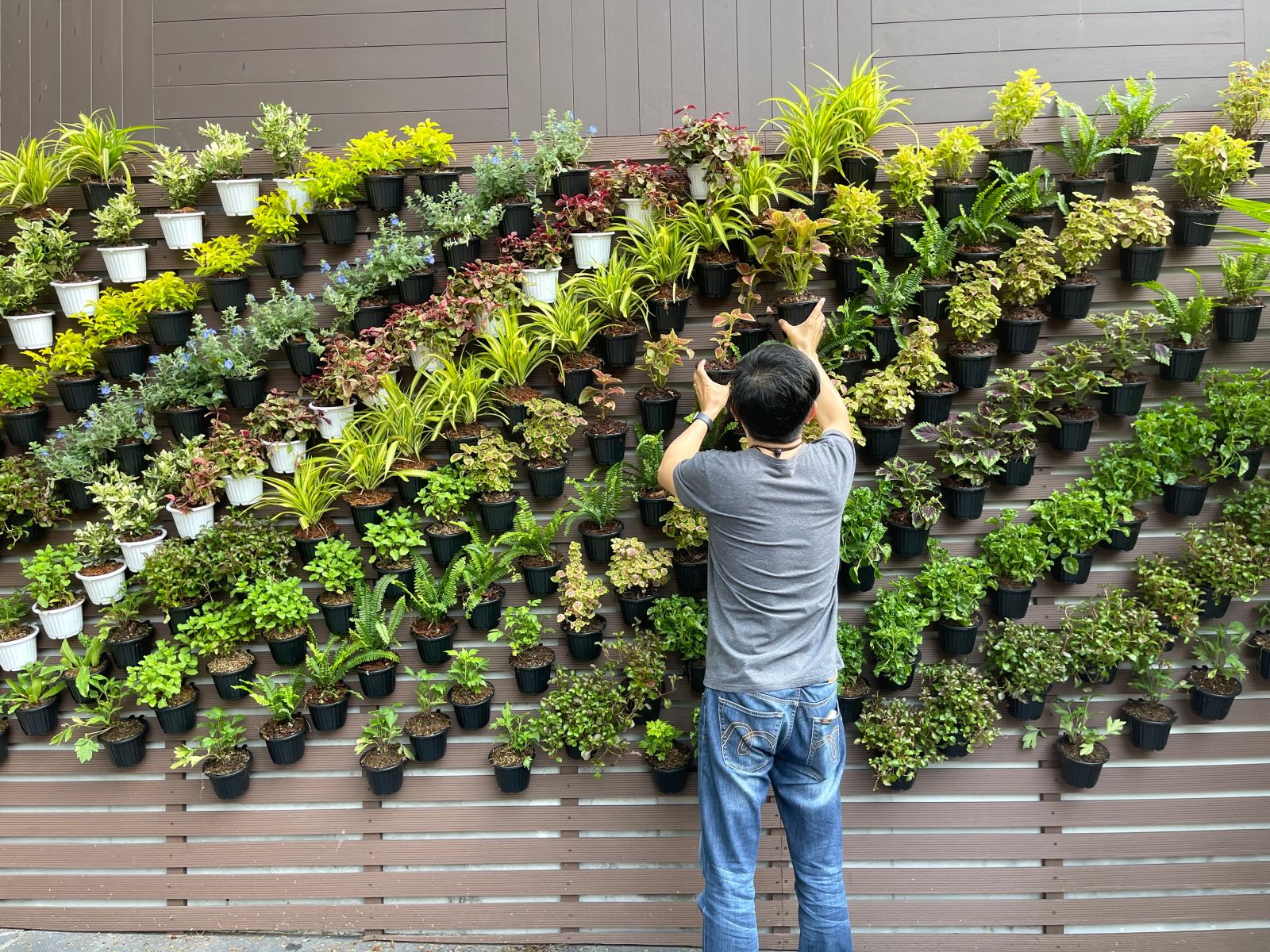Vertical Gardening 6