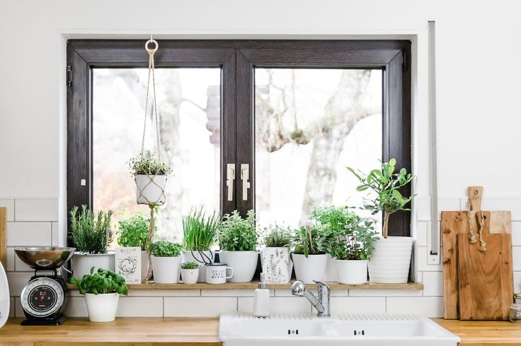 Windowsill Gardening 2